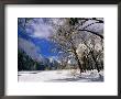 Trees And Mountains, Winter, Yosemite Valley, U.S.A. by Thomas Winz Limited Edition Print