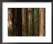 Coast Redwood Trees, Humboldt Redwoods State Park, Usa by Nicholas Pavloff Limited Edition Pricing Art Print