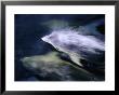 Bottlenose Dolphins (Tursiops Truncatus) Swimming, Doubtful Sound, New Zealand by David Wall Limited Edition Print