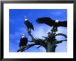 Three Bald Eagles (Haliaeetus Leucocephalus) In Homer Alaska, Homer, Usa by Mark Newman Limited Edition Pricing Art Print
