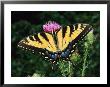A Tiger Swallowtail Butterfly Feeds On A Thistle Flower by George Grall Limited Edition Print