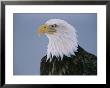 Close View Of An American Bald Eagle by Paul Nicklen Limited Edition Print