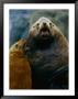 A Sea Lion With Its Cub by Joel Sartore Limited Edition Print