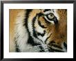 Close View Of An Indian Tiger by Michael Nichols Limited Edition Pricing Art Print