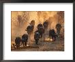 Cape Buffalo Herd Raising A Cloud Of Dust by Beverly Joubert Limited Edition Print