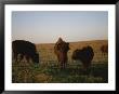 Bison Grazing In The Tallgrass Prairie Preserve In The Osage Hills by Joel Sartore Limited Edition Print