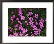 A Close View Of Wildflowers In Yoho National Park by Michael Melford Limited Edition Print