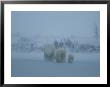 A Family Of Polar Bears (Ursus Maritimus) Tredge Through A Snow Storm by Norbert Rosing Limited Edition Print