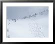 Skiing In Powder Basin, Purcell Mountains, British Columbia by Bill Hatcher Limited Edition Print