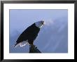 A Bald Eagle Calls Out From Its Perch On A Tree Stump by Norbert Rosing Limited Edition Pricing Art Print