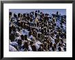 A Group Of Bald Eagles Bask On A Breakwater In Homer by Norbert Rosing Limited Edition Print