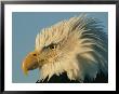 Profile View Of A Bald Eagle by Norbert Rosing Limited Edition Print