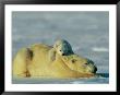 A Polar Bear Cub Rests Comfortably Atop The Back Of His Mother by Norbert Rosing Limited Edition Print
