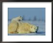 A Female Polar Bear Rests On The Ice While Her Cub Nestles On Her Back by Norbert Rosing Limited Edition Print