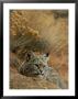 A Bobcat by Norbert Rosing Limited Edition Print