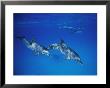A Pair Of Dolphins Swimming Together by Nick Caloyianis Limited Edition Print
