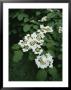 A Cluster Of Blossoms On An Ironwood Tree In Rock Creek Park by Taylor S. Kennedy Limited Edition Print