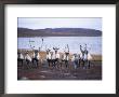A Group Of Barren-Ground Caribou by Paul Nicklen Limited Edition Print