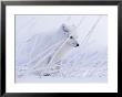 An Arctic Fox Almost Blends Into The Snow by Paul Nicklen Limited Edition Print