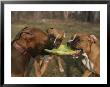 Three Boxer Dogs Play Tug-Of-War With A Frisbee by Roy Gumpel Limited Edition Print