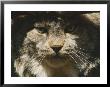 A Portrait Of A Northern Lynx by Jason Edwards Limited Edition Print