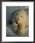 A Close View Of A Polar Bear Resting On Ice by Tom Murphy Limited Edition Print