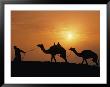 A Silhouetted Man Leads Two Camels At Twilight by Richard Nowitz Limited Edition Print