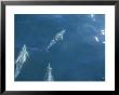 Dolphins Swimming In Bay With Sun Reflecting On Waters Surface by Todd Gipstein Limited Edition Print