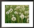 Dandelion Heads In A Field Near Walton, Nebraska by Joel Sartore Limited Edition Print