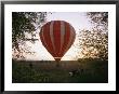 A Hot Air Balloon Lands In A Farm Pasture Near Walton, Nebraska by Joel Sartore Limited Edition Print