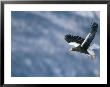 A Stellers Sea Eagle In Flight by Roy Toft Limited Edition Print