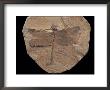 Dragonfly Fossil Discovered At Sihetun, China by O. Louis Mazzatenta Limited Edition Print