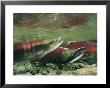 Hook-Jawed And Determined, A Male Sockeye Salmon In The Upper Kennedy River by Paul Nicklen Limited Edition Print