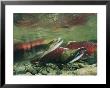 Hook-Jawed And Determined, A Male Sockeye Salmon In The Upper Kennedy River by Paul Nicklen Limited Edition Print