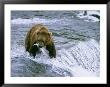Grizzly Bear (Ursus Arctos) Fishing At Brook Falls, Katmai National Park, Alaska by Rich Reid Limited Edition Pricing Art Print