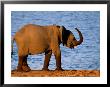 Portrait Of An African Elephant by Beverly Joubert Limited Edition Print