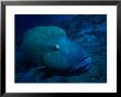 A Close View Of A Napoleon Wrasse (Cheilinus Undulatus) by Heather Perry Limited Edition Print