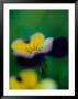 A Johnny-Jump-Up Violet by Heather Perry Limited Edition Print