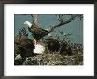 Northern American Bald Eagles And Young In Their Nest by Norbert Rosing Limited Edition Print