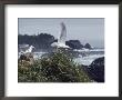 Glaucous-Winged Gulls, The Most Common Of Pacific Coast Gulls by Sam Abell Limited Edition Print