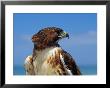 A Portrait Of A Hawk by Scott Sroka Limited Edition Print