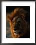 Close View Of A Male Lion (Panthera Leo) by Beverly Joubert Limited Edition Print