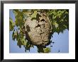 A Close View Of A Very Active Wasp Nest by Stephen St. John Limited Edition Print
