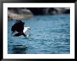An African Fish Eagle Swoops Towards The Waters Surface by Bill Curtsinger Limited Edition Pricing Art Print
