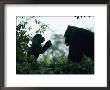 A Female Western Lowland Gorilla Appears To Be Teaching Her Youngster by Jason Edwards Limited Edition Print