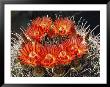 Barrel Cactus In Bloom by Walter Meayers Edwards Limited Edition Print