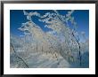 Ice Crystals Cling To A Stand Of Shrubs by Norbert Rosing Limited Edition Print