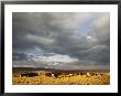 A Cloud-Filled Sky Over A Yakima Valley Cattle Ranch by Sisse Brimberg Limited Edition Pricing Art Print