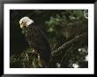A Mature Bald Eagle Is Perched Atop A Tree Branch by Raymond Gehman Limited Edition Print