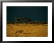 A Male African Lion Walks Across The Sunlit Savanna by Beverly Joubert Limited Edition Print